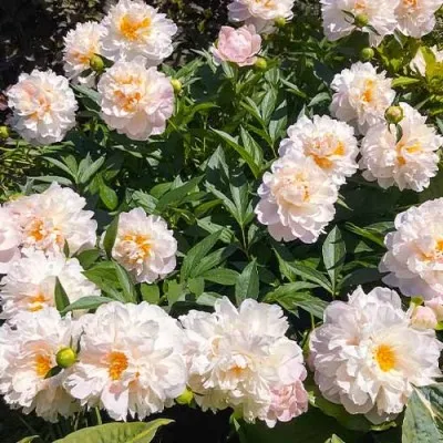 Півонія Serene Pastel фото