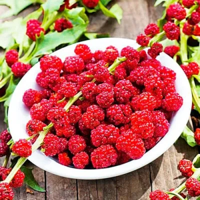 Шпинат Полуничний фото
