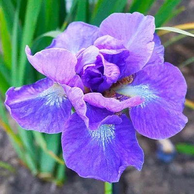 Ірис Siberica Uzushio фото