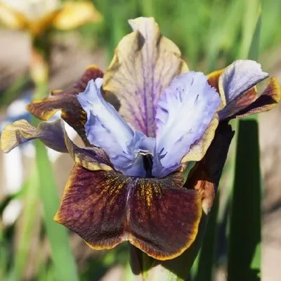 Ірис Sibirica Black Joker фото
