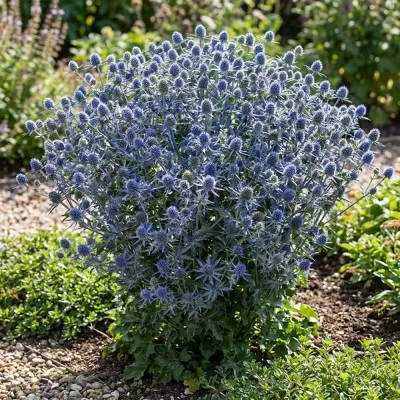 Миколайчики Blue Hobbit фото
