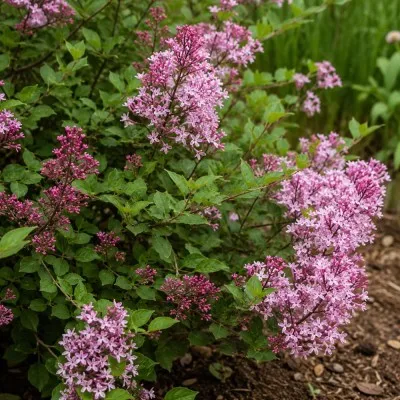 Бузок Pink Parfum фото