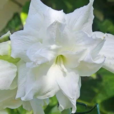 Амариліc Snow White фото