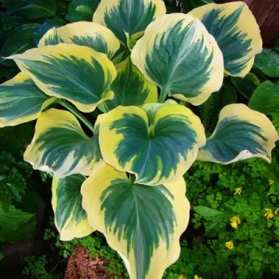 Хоста Snowcap фото