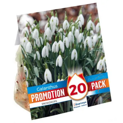 Промо-пак Підсніжник Snowdrops (Брендові цибулини KAPITEYN®) фото