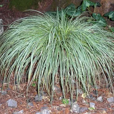 Осока Snowline фото