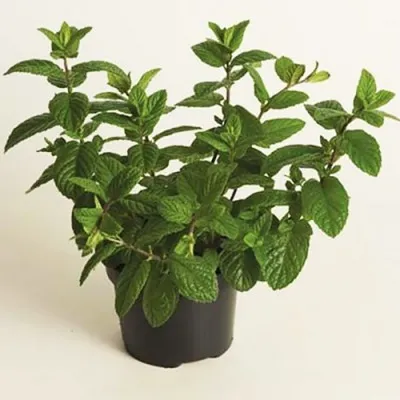 М'ята Spanish Spearmint фото