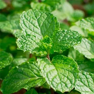 М'ята Spanish Spearmint фото