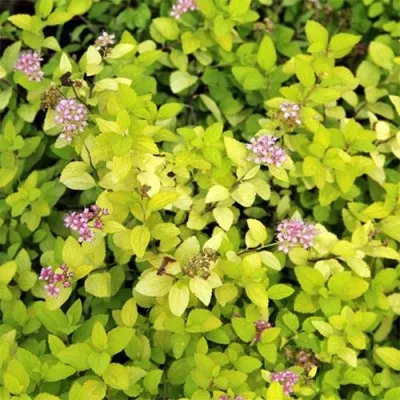 Спірея Golden Carpet фото
