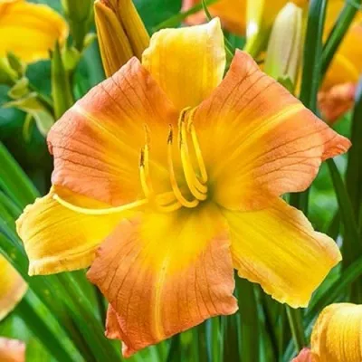 Лілейник EveryDaylily Punch Yellow фото