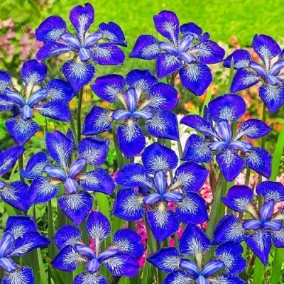 Ірис Sibirica I See Stars фото