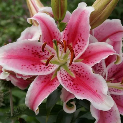 Лілія Star Gazer 25 фото