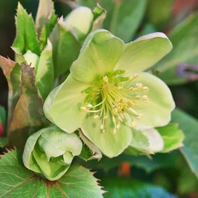 Морозник Sternii фото