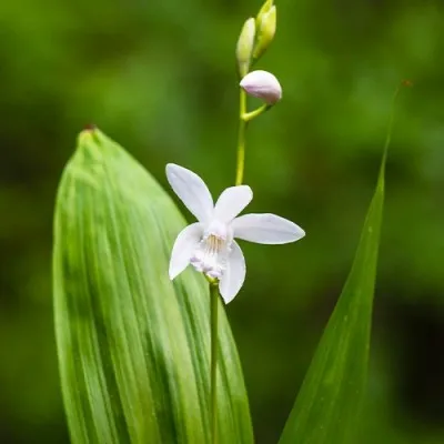 Блетілла Striata Alba фото