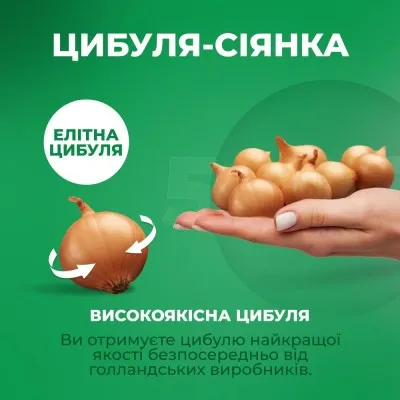 Цибуля Biztro шалот фото