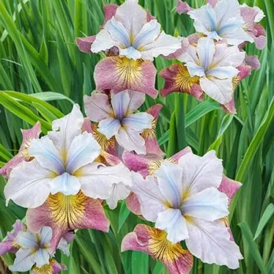 Ірис Sibirica Sugar Rush фото