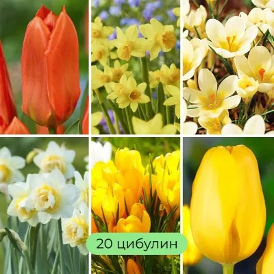 Набір квіткової лазаньї Sunny Bloom фото