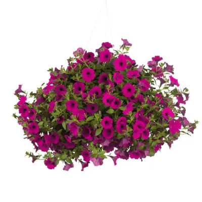 Сурфінія Trailing Purple фото