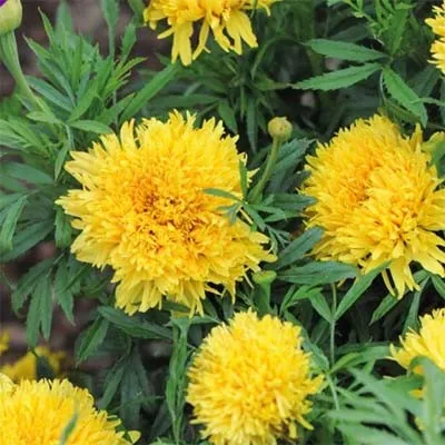 Чорнобривці Simba Yellow фото