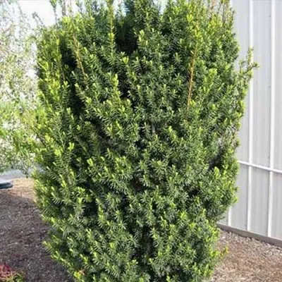 Тис Hicksii фото