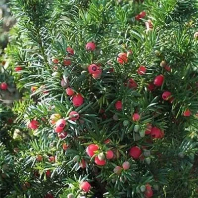 Тис Hicksii фото