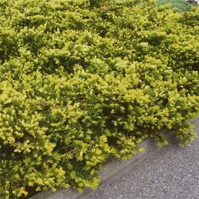 Тис Summergold фото