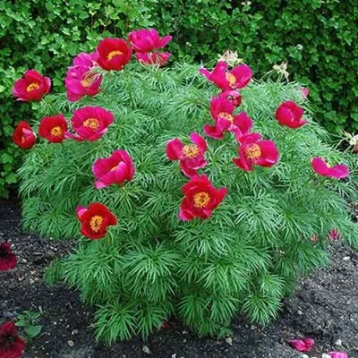 Півонія Tenuifolia (Hybrid) фото