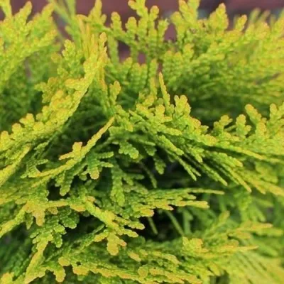 Туя Danica Aurea фото