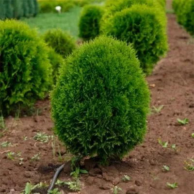 Туя Green Egg фото