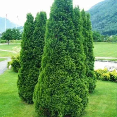 Туя Holmstrup фото