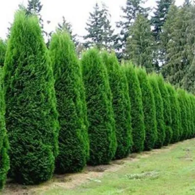 Туя Occidentalis Pyramidalis фото