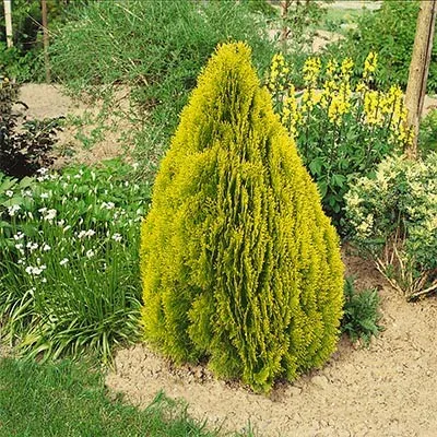 Туя Pyramidalis Aurea фото