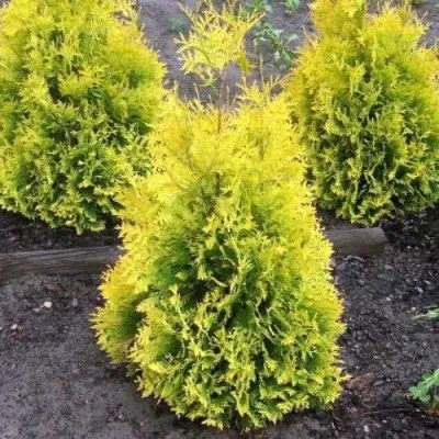 Туя Sunkist фото