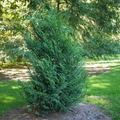 Туя Plicata Emerald фото