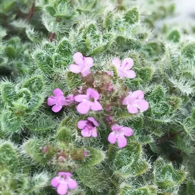 Чебрець Pseudolanuginosus фото