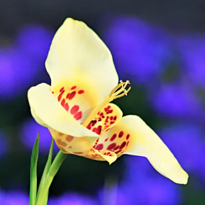 Тігрідія Canariensis (Унікальна форма) фото