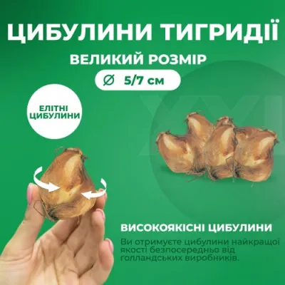 Тігрідія Мікс фото