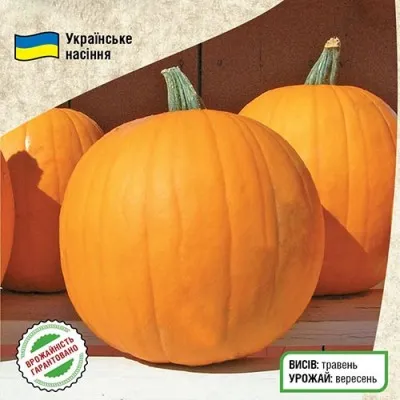 Гарбуз Гілея фото