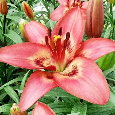 Лілія Tinilco фото