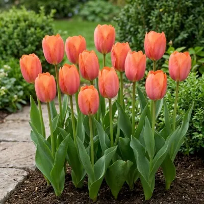 Тюльпан Apricot van Eijk фото