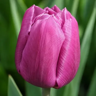 Тюльпан Copex фото