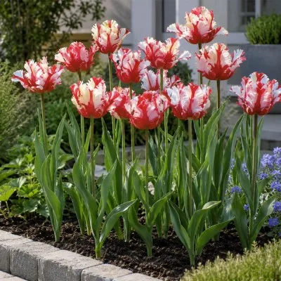 Тюльпан Estella Rijnveld фото