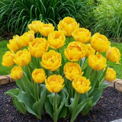 Тюльпан Yellow Pompenette фото