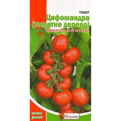 Помідор Цифомандра фото