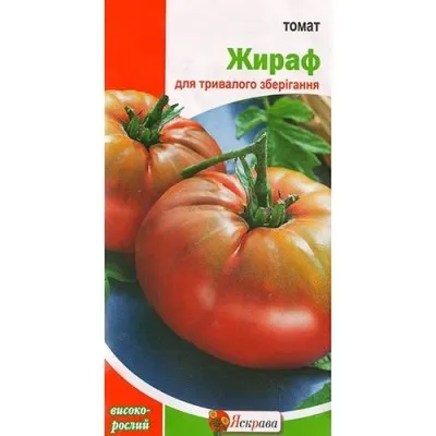 Помідор Жираф фото