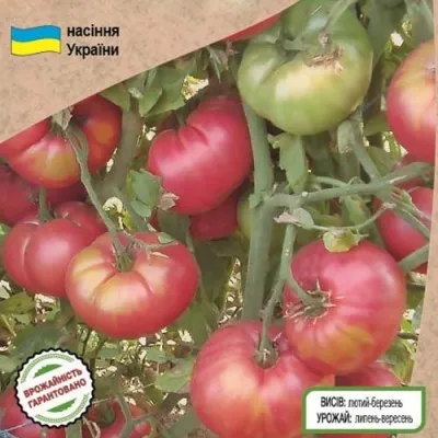 Помідор Корніївський рожевий фото