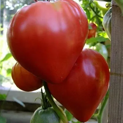 Помідор Австралійське серце фото
