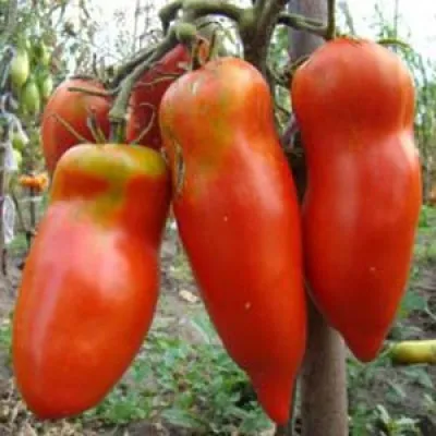 Помідор Червоний мустанг фото