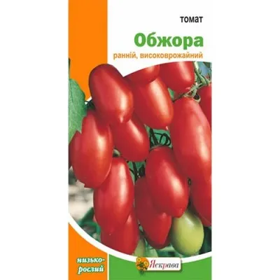 Помідор Обжора фото
