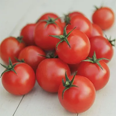Помідор Gardener's Delight фото